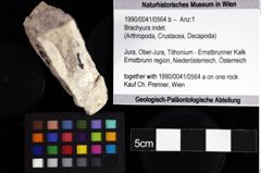 Foto (Objket + Etiketten) von Brachyura indet. 